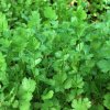 Petroselinum crispum